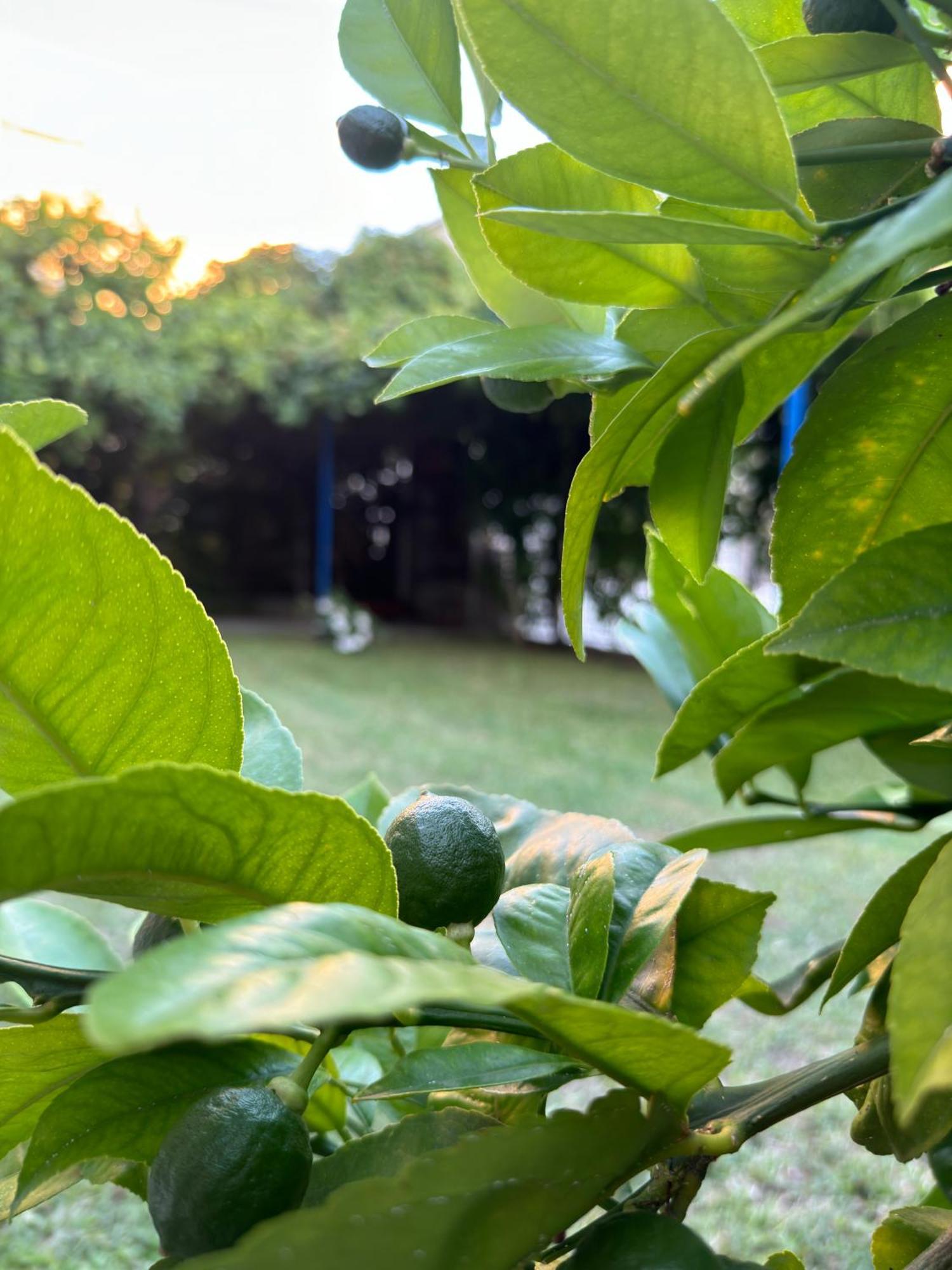 Valentinas Garden Lägenhet Split Exteriör bild